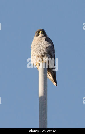 Wanderfalke (FALCO PEREGRINUS), erwachsenen männlichen auf gerüstpfahl thront. Bristol, UK. Januar. Stockfoto