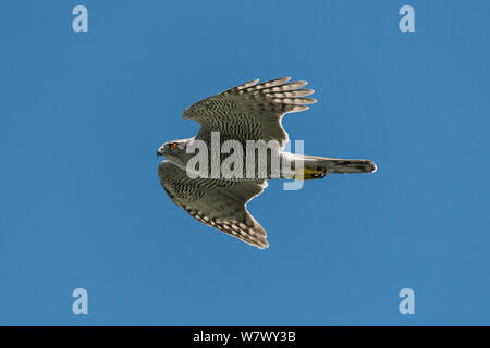 Northern Habicht (Accipiter gentilis), erwachsene Frau im Flug. Berlin, Deutschland. Juni. Stockfoto