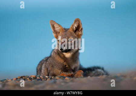 Patagonische Gray fox (Lycalopex griseus) Die Halbinsel Valdes, Chubut, Patagonien, Argentinien. Stockfoto