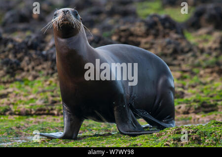 Südamerikanische Seelöwe (Otaria flavescens) am Ufer, die Halbinsel Valdes, Chubut, Patagonien, Argentinien. Stockfoto