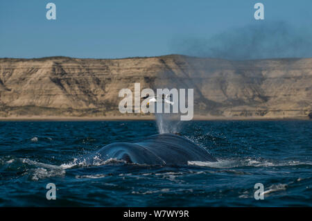 Südkaper (Eubalaena australis) Blas-/herauszuspritzen mit Kelp Möwe (Larus dominicanus) im Flug über. Die Halbinsel Valdes, Chubut, Patagonien, Argentinien. Stockfoto