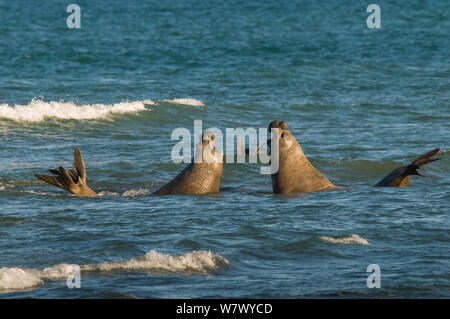 Südlicher See-Elefant (Mirounga leonina leonina) Männer im flachen Wasser kämpfen. Caleta Valdés, die Halbinsel Valdes, Chubut, Patagonien, Argentinien. Stockfoto