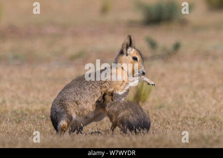 Patagonian Mara/Cavia (Dolichotis patagonum) mit Jungen saugen. Die Halbinsel Valdes, Chubut, Patagonien, Argentinien. Stockfoto