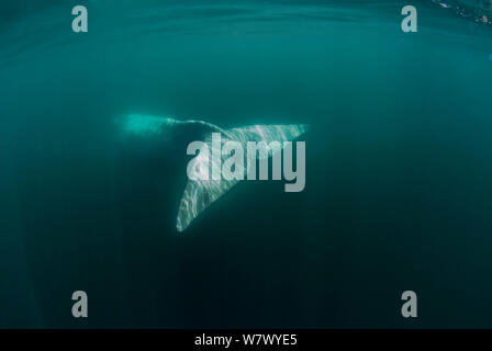 Südkaper (Eubalaena australis) Blick auf schwanz Unterwasser, die Halbinsel Valdes, Chubut, Patagonien, Argentinien. Stockfoto