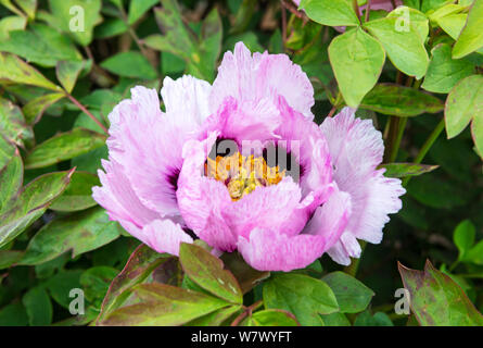 Große Blume pink Baumpäonie close-up. Stockfoto