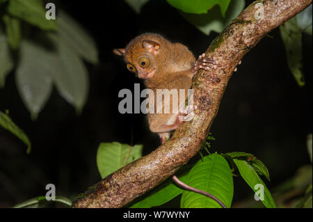 Nach Western/Horsfield&#39;s (Tarsius tarsier Bancanus) im Wald Unterwuchs in der Nacht. Lowland dipterocarpen Regenwald, Danum Valley, Sabah, Borneo. Stockfoto