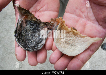 Genießbare Nester von Schwarz-nest swiflet (aerodramus Maximus/Collocalia maxima) und weiße essbare-nest Swiftlet (Aerodramus fuciphagus/Collocalia fuciphaga). Nester aus Gomantong Höhlen, Sabah, Borneo gesammelt. Stockfoto