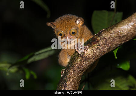 Nach Western/Horsfield&#39;s (Tarsius tarsier Bancanus) im Wald Unterwuchs in der Nacht. Lowland dipterocarpen Regenwald, Danum Valley, Sabah, Borneo. Stockfoto