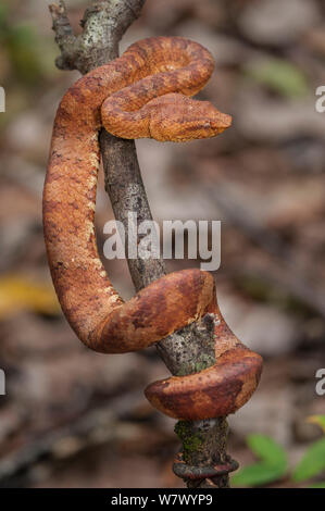 Bornesischen leaf-pit-Viper (Ein älterer Name Borneensis) im Wald Unterwuchs. Unteren Kinabatangan Wildlife Sanctuary, Sabah, Borneo. Stockfoto