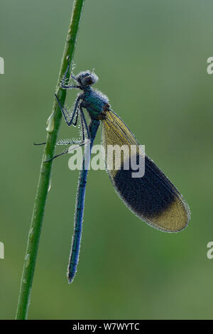 Gebänderte demoiselle (Calopteryx splendens) Männchen am frühen Morgen Tau, Hertfordshire, England, UK. Juni Stockfoto