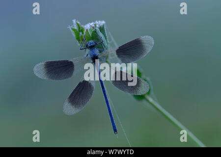 Gebänderte demoiselle (Calopteryx splendens) Männchen Ruhe mit Flügeln öffnen vor Sonnenaufgang am frühen Morgen Tau, Hertfordshire, England, UK. Juni. Fokus gestapelt. Stockfoto