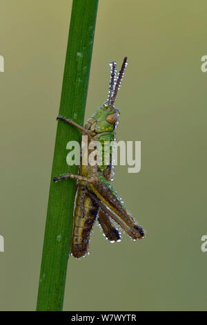 Wiese Grashüpfer (Chorthippus Parallelus) Am frühen Morgen tau Rastplätze auf Gras Stammzellen, Hertfordshire, England, UK. Juli. Fokus gestapelt. Stockfoto