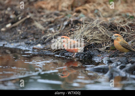 Parrot Fichtenkreuzschnabel (Loxia pytyopsittacus) durch die Pfütze, Norfolk, England, Großbritannien, Februar Stockfoto