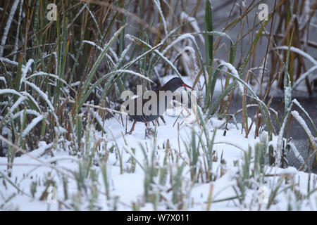 Wasserralle (Rallus Aquaticus) im Schnee, Strumpshaw Fen RSPB Reservat, Norfolk, England, UK, November Stockfoto