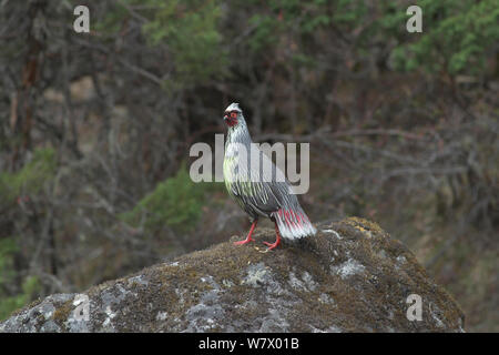 Blut Fasan (Ithaginis cruentus) auf Felsen, Mount Qomolangma National Park, Dingjie County, Qinghai-Tibet Plateau, Tibet, China, Asien Stockfoto