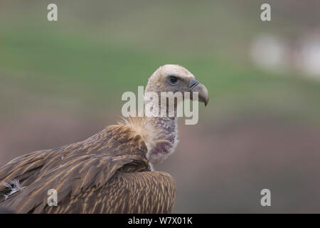 Himalayan Griffon (Tylose in Mangkang himalayensis) Porträt, Grafschaft, Qinghai-Tibet Plateau, Tibet, China, Asien Stockfoto