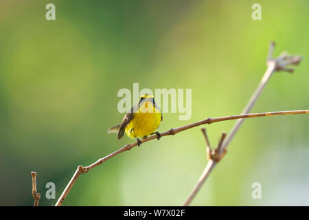 Yellow-bellied Fantail (Rhipidura hypoxantha) thront, Jailigong Mountain National Nature Reserve, Tengchong County in der Provinz Yunnan, China, Asien Stockfoto