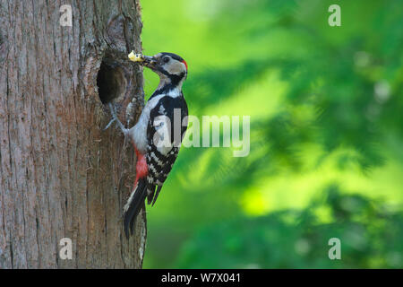 Buntspecht (Dendrocopos major) am Nest in Bohrung mit Beute, Xinyang DongZhai Nature Reserve, Provinz Henan, China, Asien Stockfoto