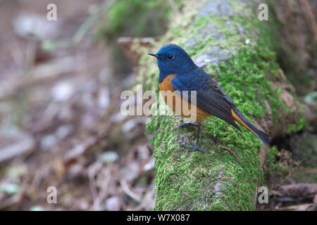 Blue-fronted Redstart (Phoenicurus frontalis) Jailigong Mountain National Nature Reserve, Tengchong County in der Provinz Yunnan, China, Asien Stockfoto