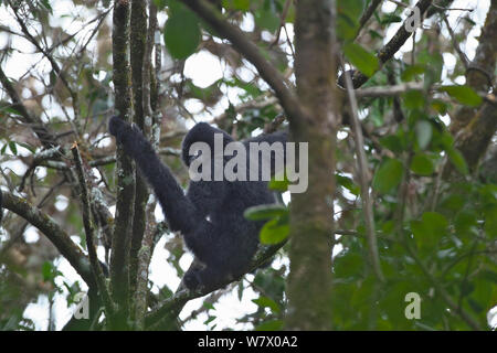 Schwarz crested Gibbon (Nomascus concolor), Stecker, Klettern, Wuliang Mountain National Nature Reserve, jingdong County in der Provinz Yunnan, China, Asien Stockfoto