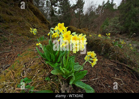 Primel (Primula strumosa) Blumen, Makalu Mountain, Mount Qomolangma National Park, Dingjie County, Qinghai-Tibet Plateau, Tibet, China, Asien Stockfoto