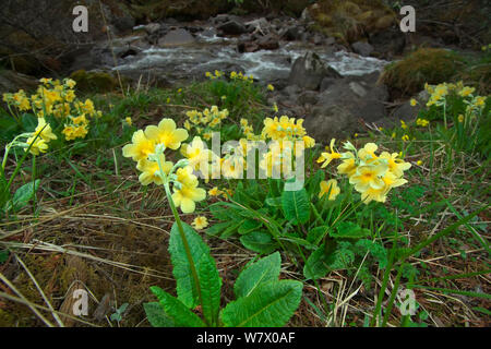 Primel (Primula strumosa) Blumen, Makalu Mountain, Mount Qomolangma National Park, Dingjie County, Qinghai-Tibet Plateau, Tibet, China, Asien Stockfoto