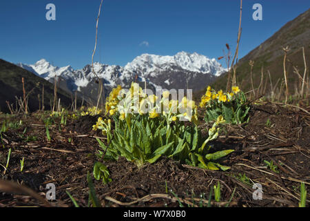 Primel (Primula strumosa) Blumen, Makalu Mountain, Mount Qomolangma National Park, Dingjie County, Qinghai-Tibet Plateau, Tibet, China, Asien Stockfoto