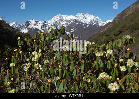 Rhododendron (Rhododendron sp) Blumen, Makalu Mountain, Mount Qomolangma National Park, Dingjie County, Qinghai-Tibet Plateau, Tibet, China, Asien Stockfoto