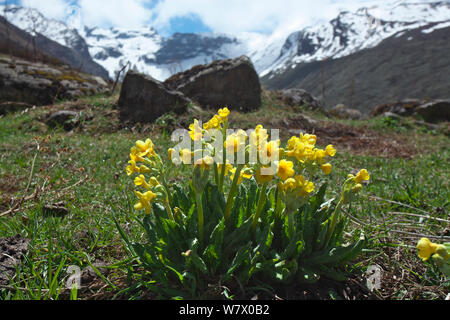 Primel (Primula strumosa) Blumen, Makalu Mountain, Mount Qomolangma National Park, Dingjie County, Qinghai-Tibet Plateau, Tibet, China, Asien Stockfoto