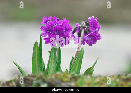 Drumstick Primel (Primula denticulata) Blumen, Wolong National Nature Reserve, Provinz Sichuan, Qinghai Plateau, China, Asien Stockfoto