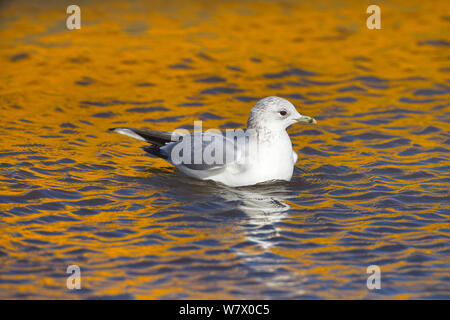 Sturmmöwe (Larus canus) und gelbe Boot Reflexion, Norfolk, Februar. Stockfoto
