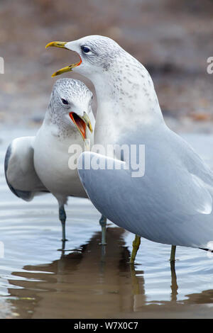 Sturmmöwe (Larus canus) Paar Aufruf, Norfolk, Januar. Stockfoto