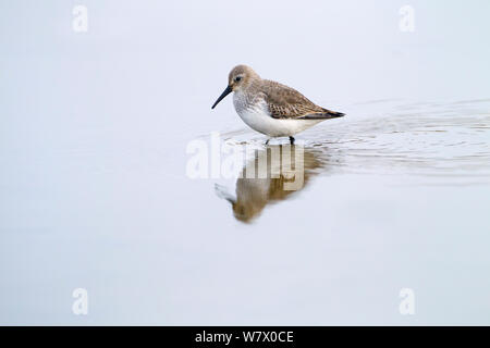 Strandläufer (Calidris alpina) Fütterung in Küstengebieten, Pool, Norfolk, Februar. Stockfoto