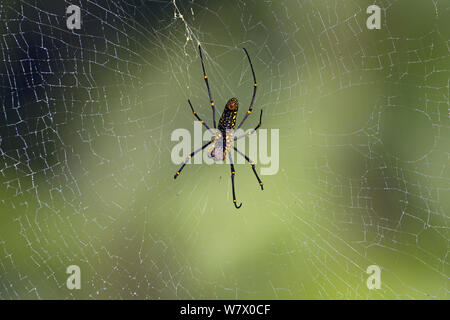 Golden orb Web spider (Nephila pilipes), Sri Lanka, März. Stockfoto