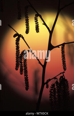 Hasel (Corylus avellana) Palmkätzchen im späten Winter gegen die untergehende Sonne, England, Februar. Stockfoto