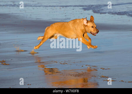 Gelben Labrador entlang ein Norfolk Strand, East Anglia, England, UK, Dezember. Stockfoto