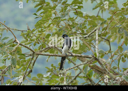 Magpie Tanager (Cissopis leverianus) Atlantischen Regenwald, Itatiaia Nationalpark Itatiaia, Rio de Janeiro, Südosten, Brasilien Stockfoto