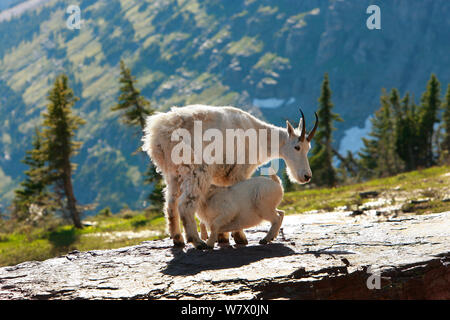 Schneeziege (Oreamnos americanus) Mutter Krankenpflege Kid auf den Hang. Glacier National Park, Montana, Rocky Mountains, Juli. Stockfoto