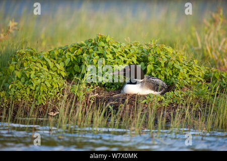 Gemeinsame Eistaucher (Gavia Immer) am Nest Die Eier ausbrüten, Allequash See, Northern Highland State Forest, Wisconsin, Juni. Stockfoto