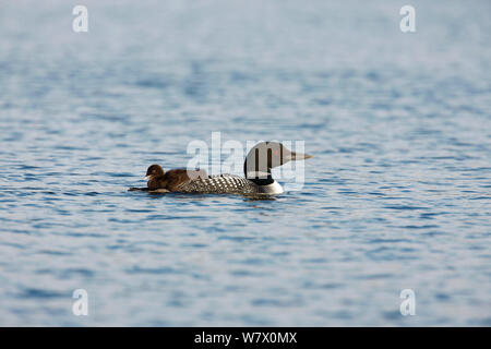 Gemeinsame Eistaucher (Gavia Immer) Erwachsenen Schwimmen mit Küken auf dem Rücken, Allequash See, Northern Highland State Forest, Wisconsin, Juli. Stockfoto