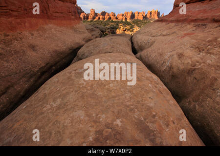 Elefant Canyon, Nadeln, Canyonlands National Park, Utah, Colorado Plateau, April 2010. Stockfoto