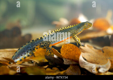 Männliche Bergmolch (Ichthyosaura alpestris) unverlierbaren, tritt in Europa. Stockfoto