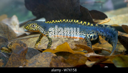 Männliche Bergmolch (Ichthyosaura alpestris) unverlierbaren, tritt in Europa. Stockfoto