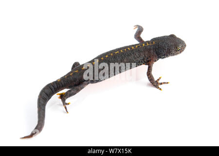 Männliche Bergmolch (Ichthyosaura alpestris) gegen den weißen Hintergrund. Captive, tritt in Europa. Stockfoto