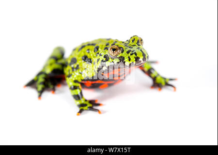 Oriental fire Toad (Bombina orientalis) vor einem weißen Hintergrund. Captive tritt in Korea, Nordosten von China und Russland. Stockfoto