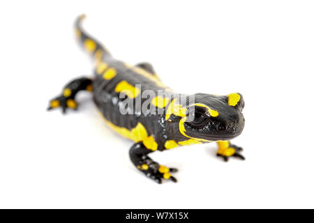 Feuersalamander (Salamandra salamandra) auf einem weißen Hintergrund. Captive, tritt in Europa. Stockfoto