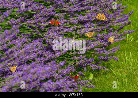 UK Wildlife: Viele Schmetterlinge einschließlich Painted Lady und Peacock genießen Lavendel Nektar Stockfoto
