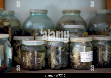 Sammlung von Amphibien speciemens Ilia an der Staatlichen Universität Tiflis, Georgien. Stockfoto