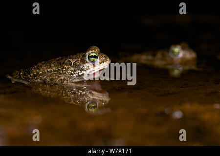 Kreuzkröte (Bufo/Epidalea calamita) im flachen Wasser mit Reflexion. Belgien, April. Stockfoto