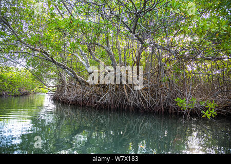 Rote Mangrove (Rhizophora mangle) Bäume, Morrocoy National Park, Venezuela. Februar 2014. Stockfoto